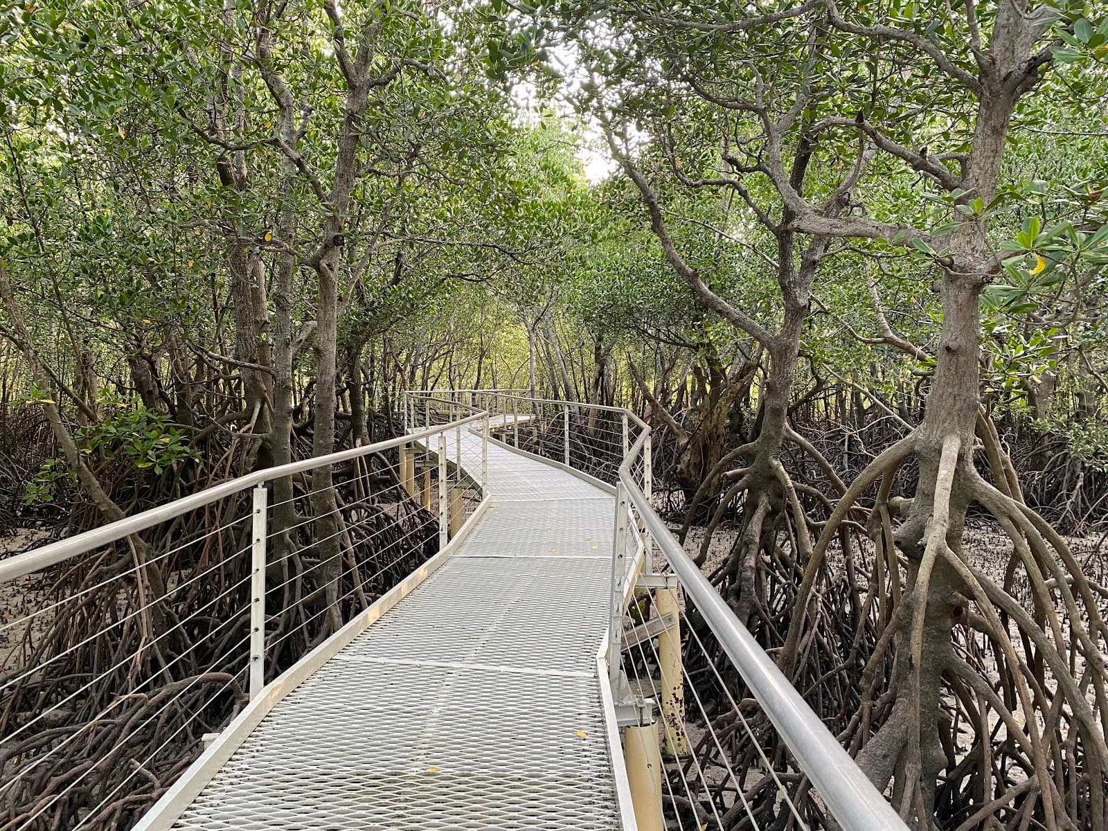 Mangrove Boardwalk — Fannie Bay, Darwin