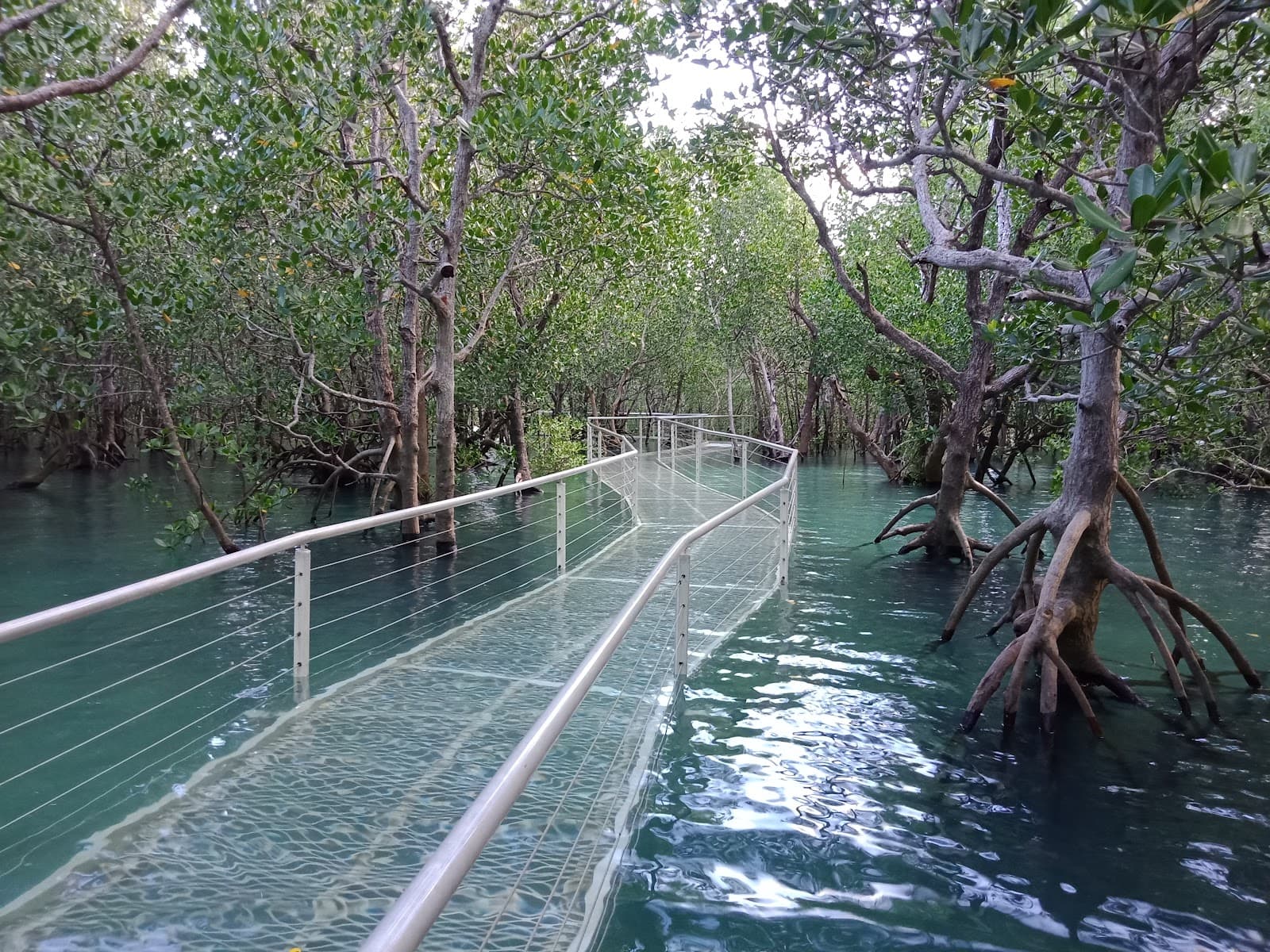 Mangrove Boardwalk — Fannie Bay, Darwin