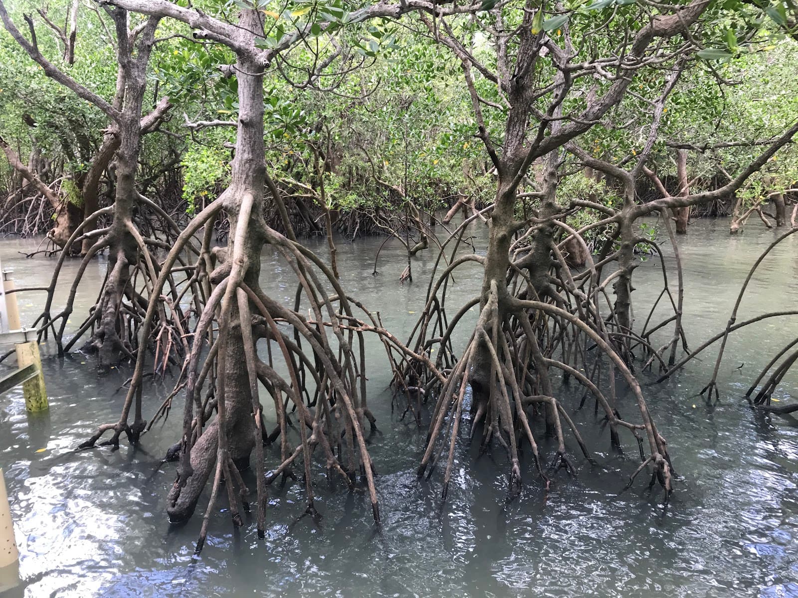 Mangrove Boardwalk — Fannie Bay, Darwin