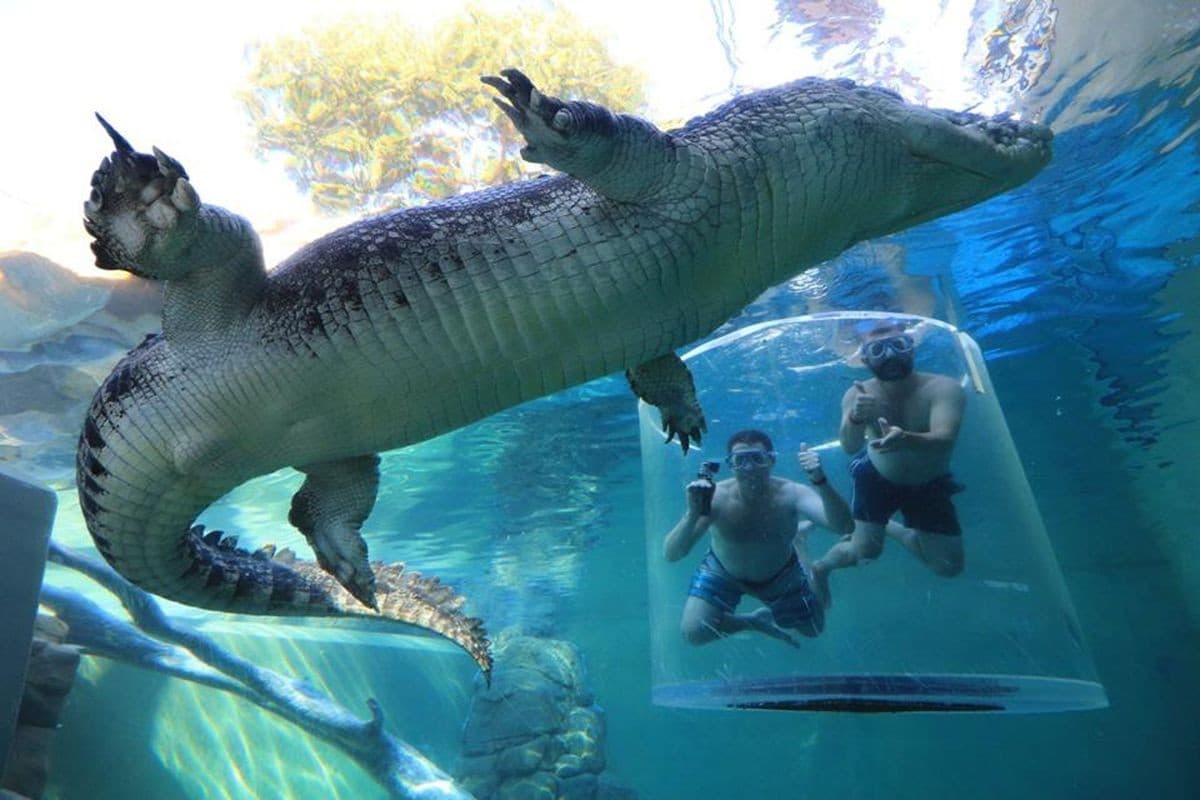 Crocosaurus Cove — Mindil Beach, Darwin