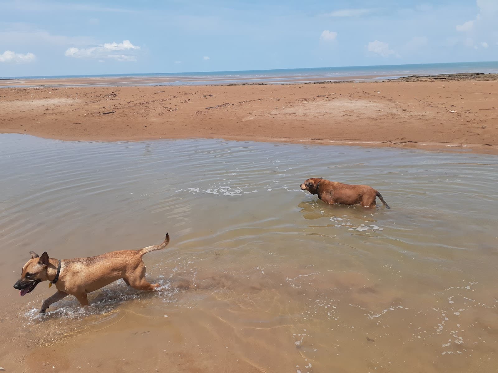 Casuarina Beach Dog Park — Casuarina, Darwin