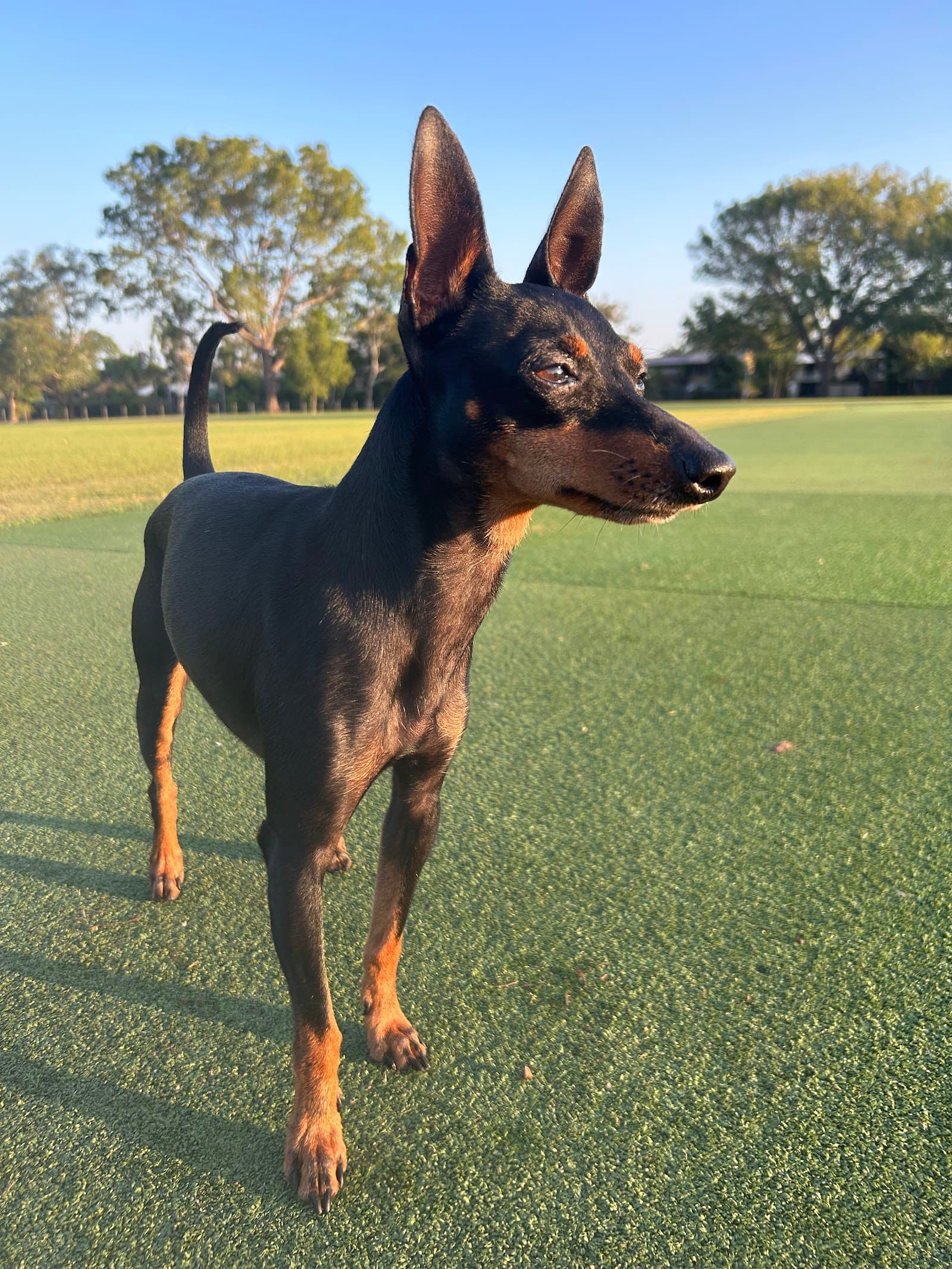 Wanguri Park — Casuarina, Darwin