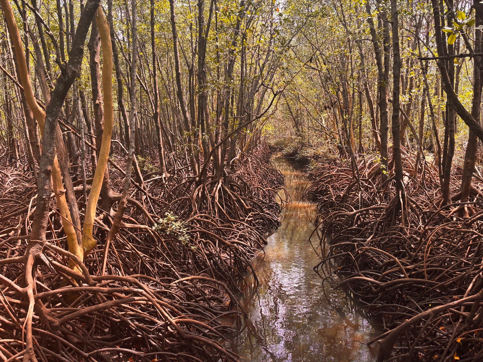 Mangrove Boardwalk — Casuarina, Darwin
