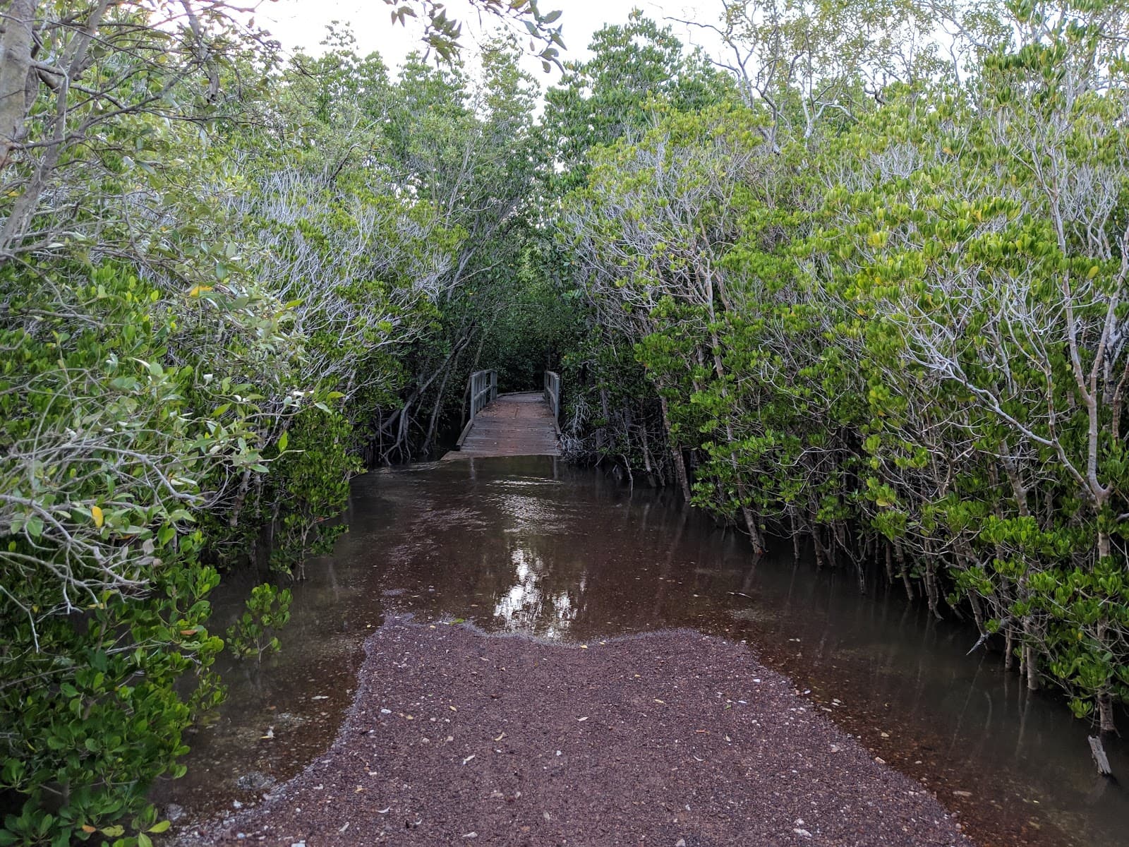 Mangrove Boardwalk — Casuarina, Darwin