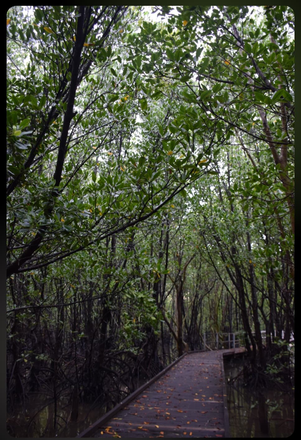 Mangrove Boardwalk — Casuarina, Darwin