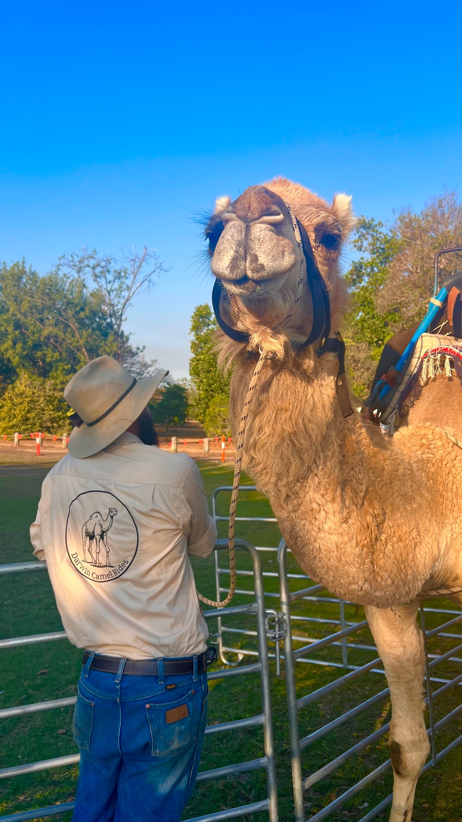 Darwin Camel Rides — Mindil Beach, Darwin