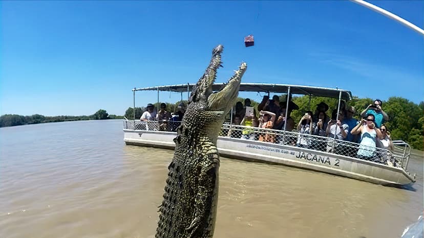 The Croc Bus — Casuarina, Darwin