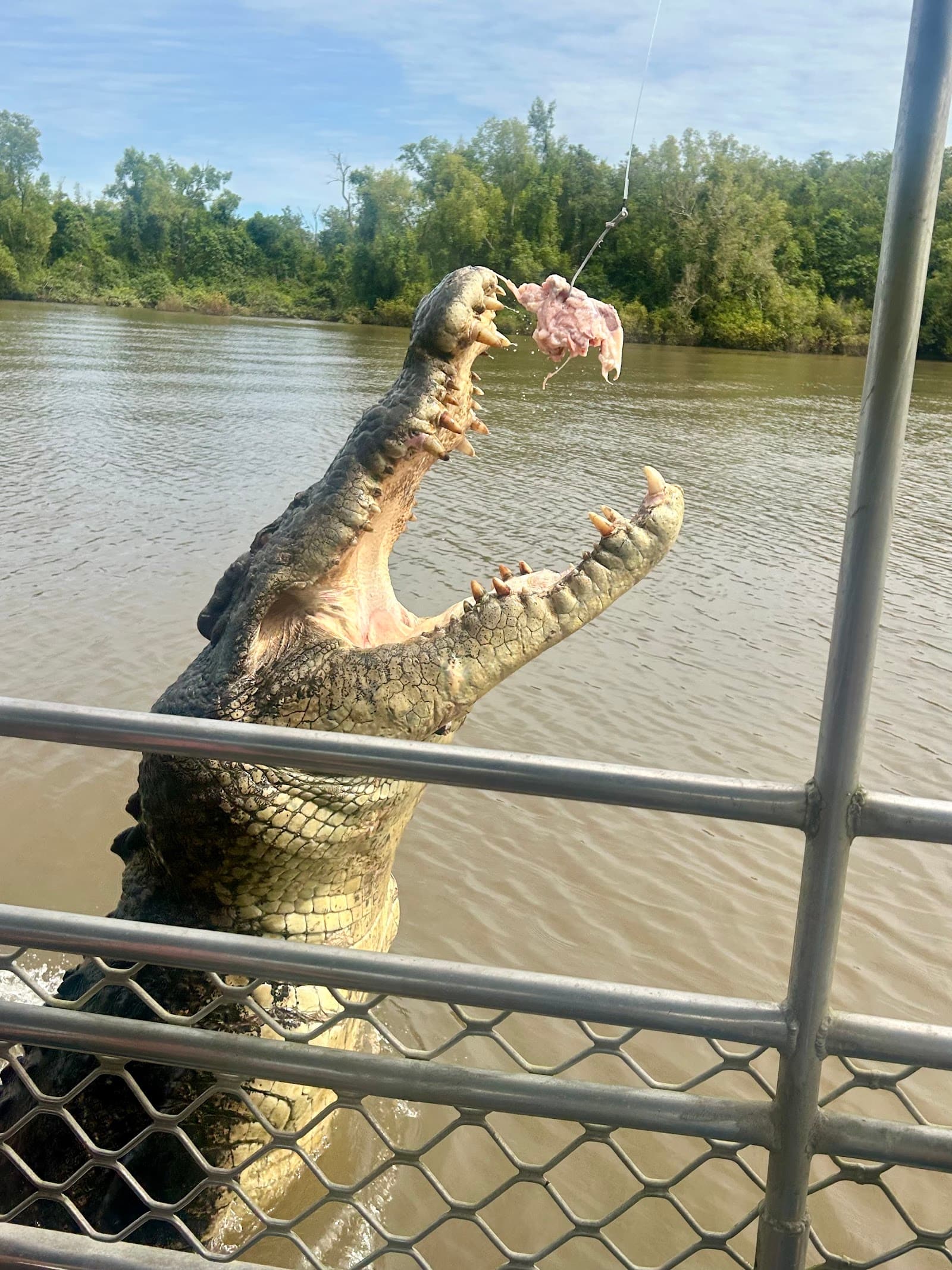 The Croc Bus — Casuarina, Darwin