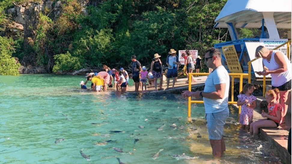 Aquascene Fish Feeding Sanctuary and Cafe — Mindil Beach, Darwin