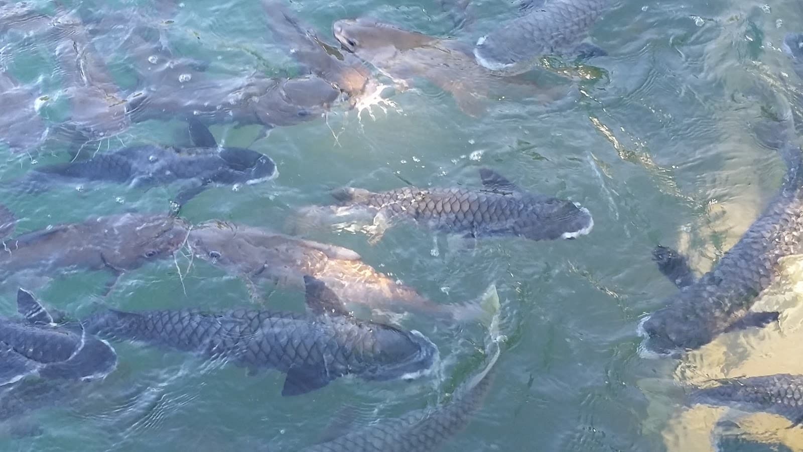 Aquascene Fish Feeding Sanctuary and Cafe — Mindil Beach, Darwin