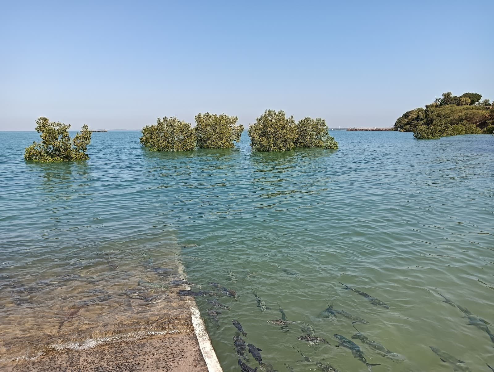 Aquascene Fish Feeding Sanctuary and Cafe — Mindil Beach, Darwin