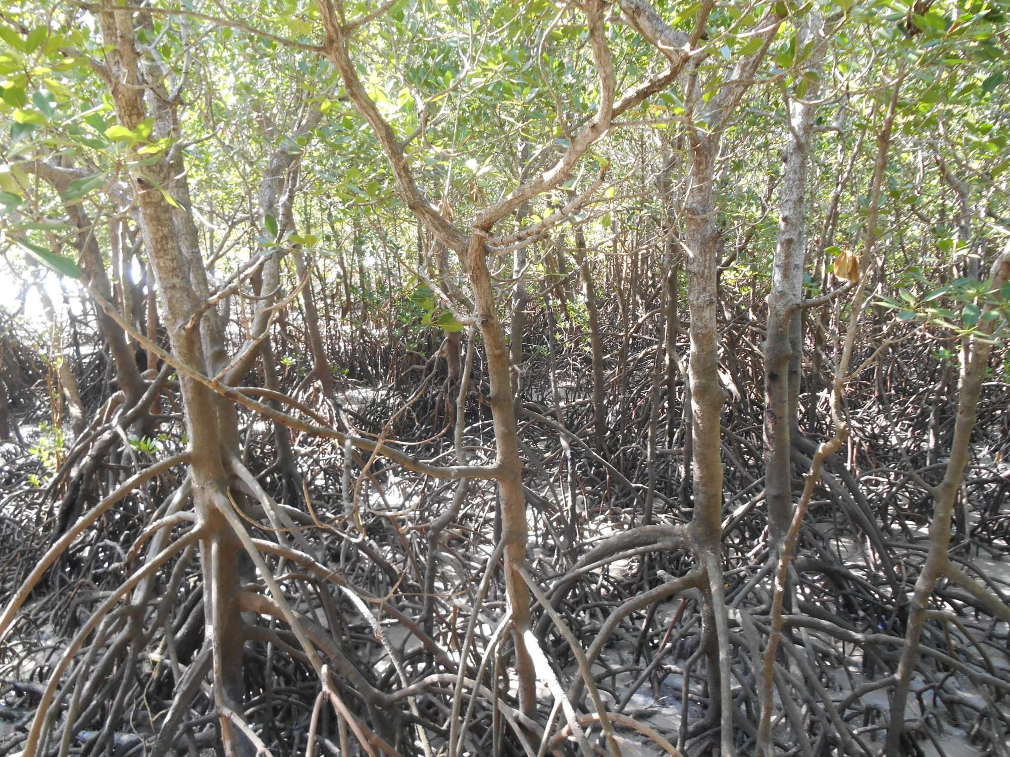 Mangrove Boardwalk