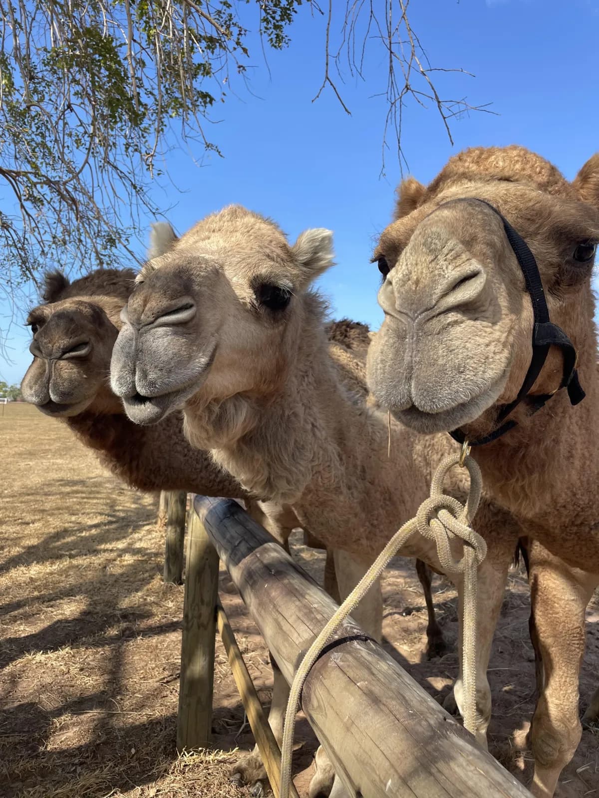 Darwin Camel Rides