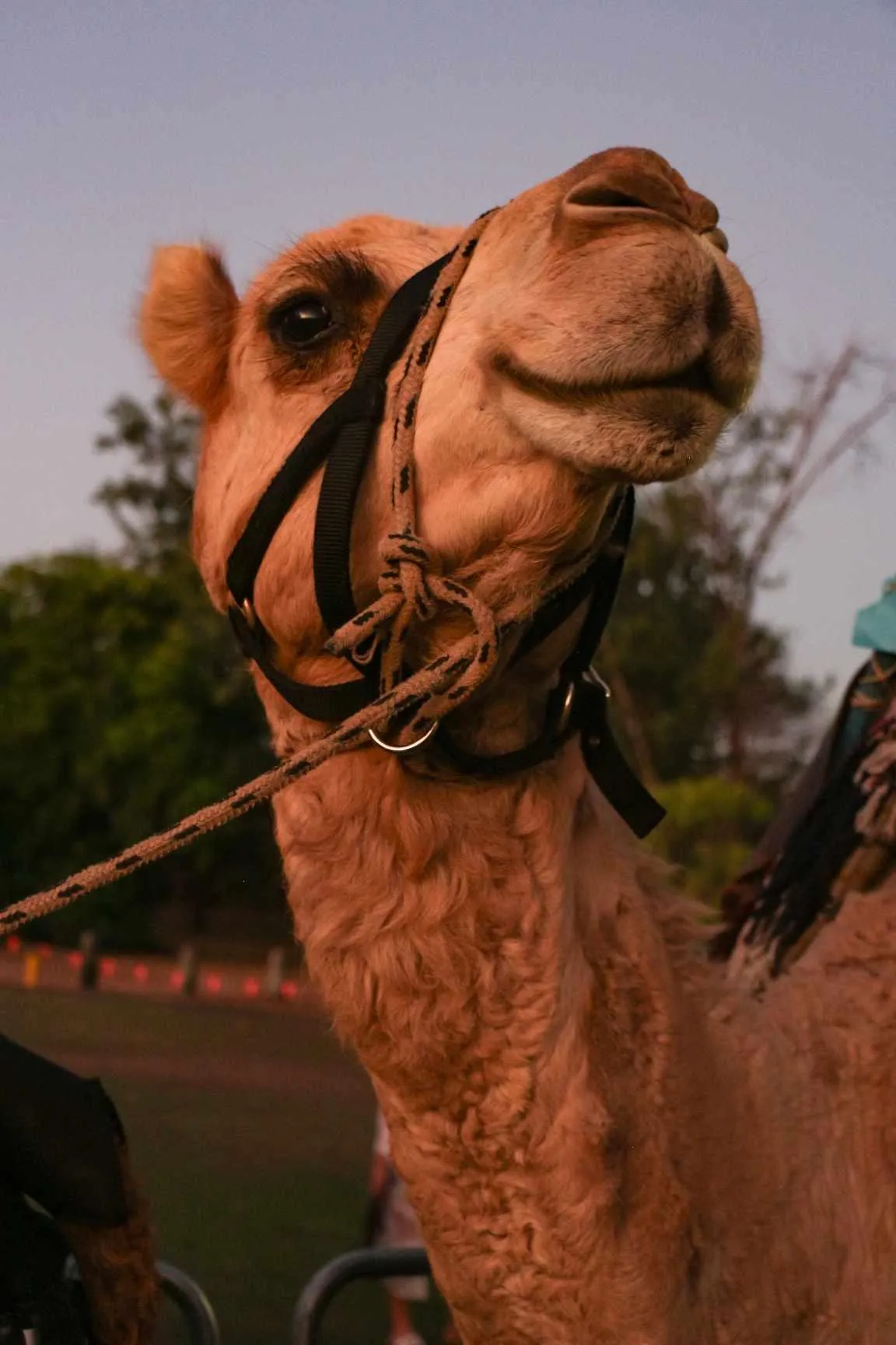 Darwin Camel Rides