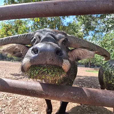 Territory Wildlife Park