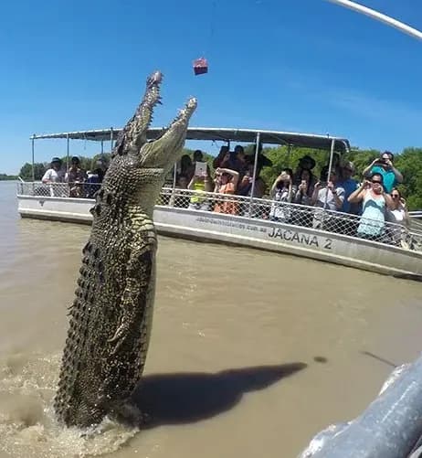 The Croc Bus