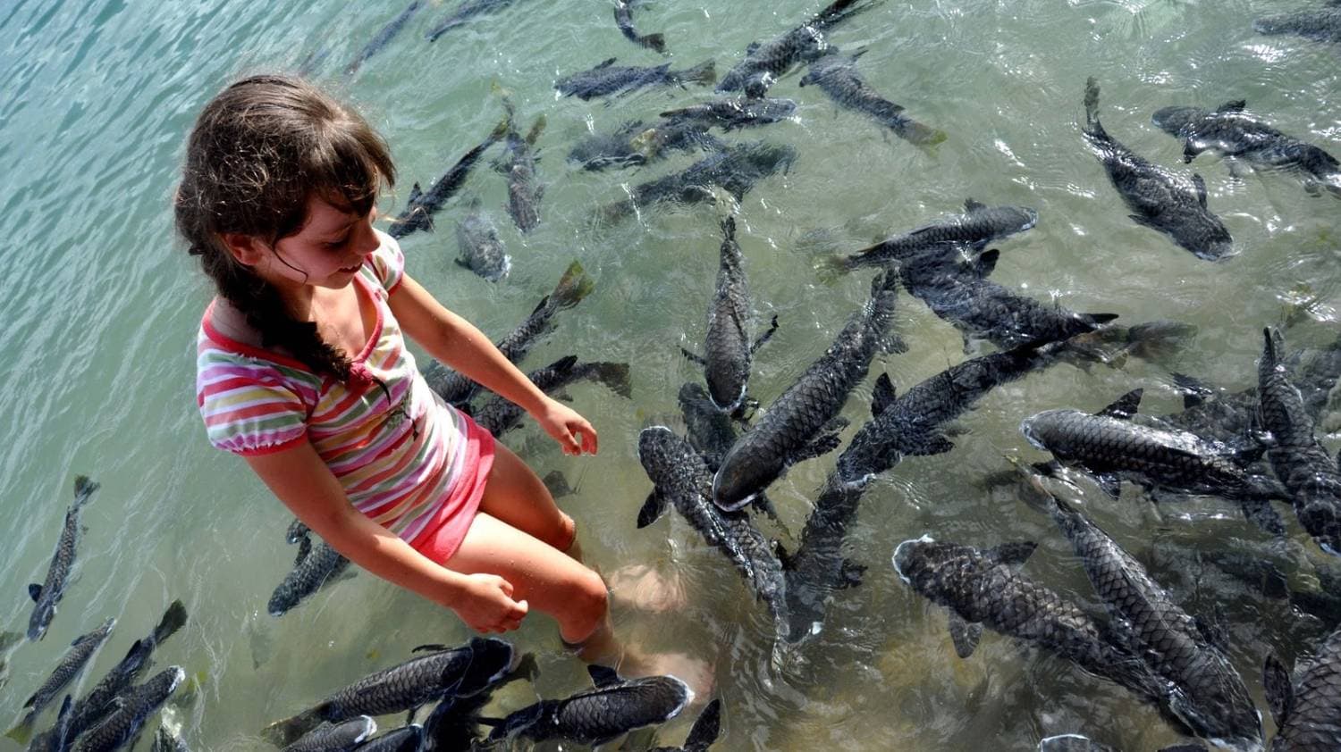 Aquascene Fish Feeding Sanctuary and Cafe